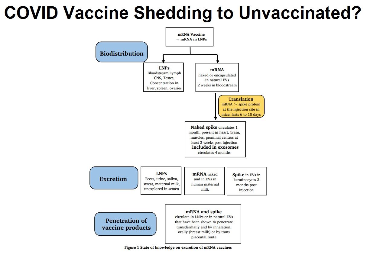 Recent Studies Suggest COVID-19 Vaccinated People are Infecting Unvaccinated People COVID-Vaccine-Shedding-to-Unvaccinated