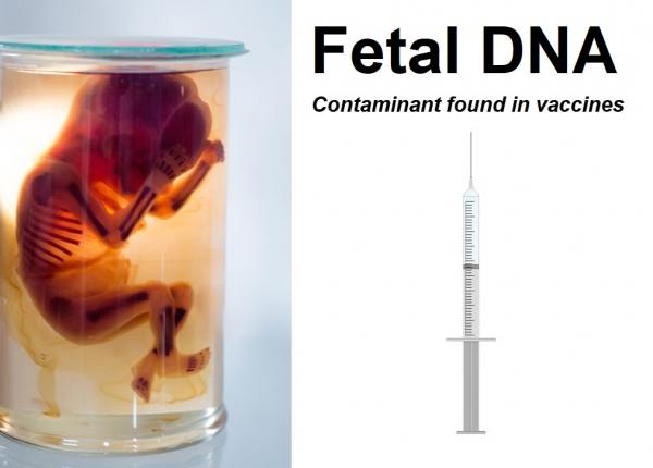 Fetal-DNA-found-in-vaccines-600x430